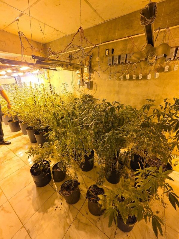 Desbaratan un vivero de marihuana en el barrio San Antonio 